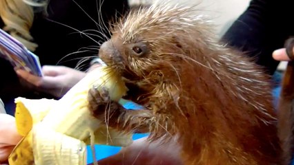 Baby Porcupine Eating a Banana