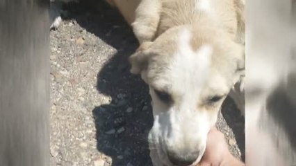 Rescatan a un cachorro abandonado y atado al guardarraíl de una carretera