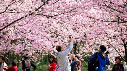 جلوه بهاری مناظر چین با شکوفه های درختان