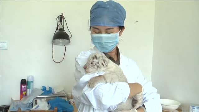 Una tigresa blanca da a luz a cuatro cachorros