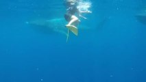 Sergio Ramos nada con un tiburón ballena antes de unirse a la concentración del Madrid
