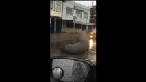 Un enorme león marino paraliza el tráfico en la ciudad chilena de Tomé