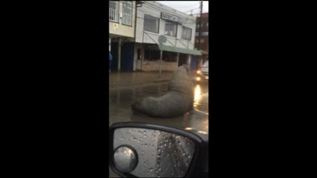 Un enorme león marino paraliza el tráfico en la ciudad chilena de Tomé
