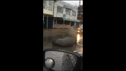 Un enorme león marino paraliza el tráfico en la ciudad chilena de Tomé