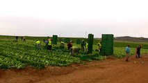 Los temporeros del campo de Albacete denuncian las condiciones de 