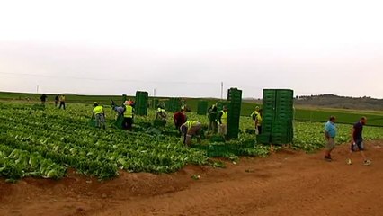 Los temporeros del campo de Albacete denuncian las condiciones de "esclavitud" en las que trabajan