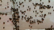 Un plaga de moscas invade una localidad de Girona