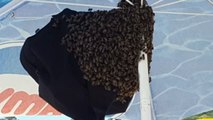Un enjambre de abejas irrumpe en una playa y forma un nido en una sombrilla