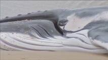 Sacrifican a una ballena varada en las costas australianas