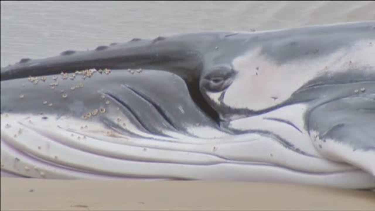 Sacrifican a una ballena varada en las costas australianas