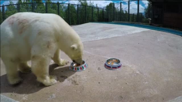 Nika, la osa polar que predice los resultados de la Copa Confederaciones