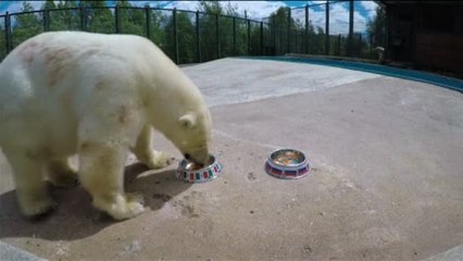 Nika, la osa polar que predice los resultados de la Copa Confederaciones