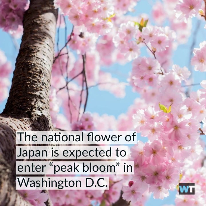 Cherry Blossoms Are Reaching Peak Bloom!