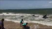Una veintena de ballenas encalladas en Sampur regresan al mar con ayuda de los residentes