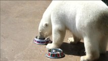 Nika, el oso polar que predice los resultados de la Confederaciones