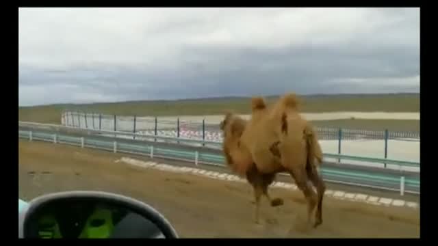 Dos camellos desorientados paralizan el tráfico en una carretera de China