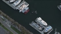 Una ballena se queda atrapada durante horas en el puerto de Ventura (California)