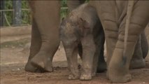 Nace en el zoo de Sidney el primer elefante asiático en siete años