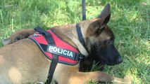 Cómo se adiestra a un perro policía para detectar estupefacientes