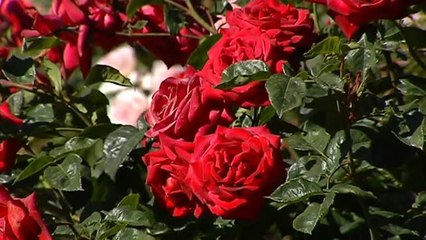 Alergias primaverales más agresivas