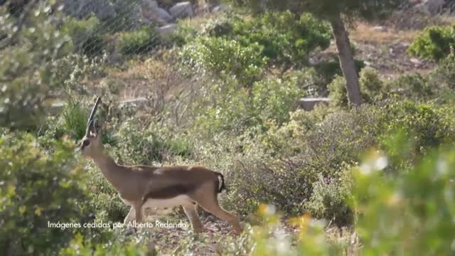 Las gacelas de Cuvier vuelven a nacer en Túnez 100 años después