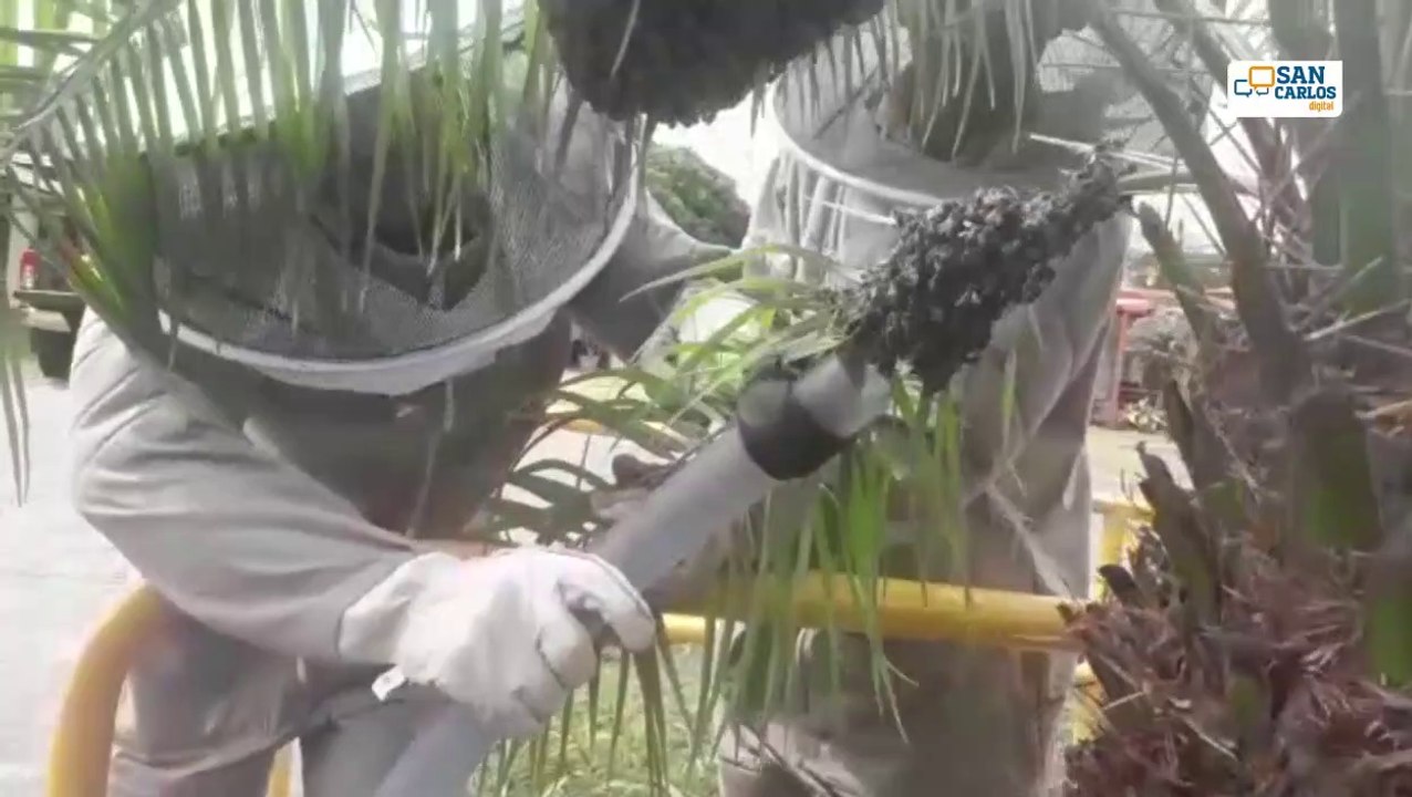 Bomberos de Zona Norte innovan aparato para capturar abejas y no matarlas