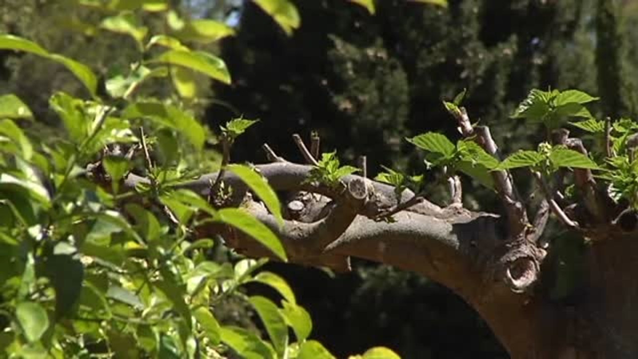 Abren sus puertas al público los jardines del Palacio de Marivent en Palma