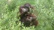 El Zoo colabora en la campaña de concienciación para salvar a los orangutanes