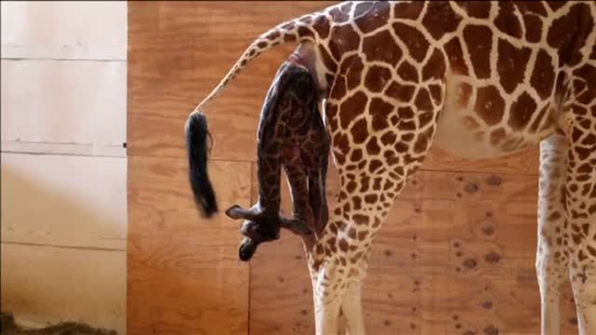 El nacimiento de una jirafa en el Zoo de Nueva York causa sensación - Vídeo  Dailymotion