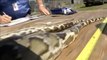 Florida aprueba la caza de serpientes pitón para reducir la plaga