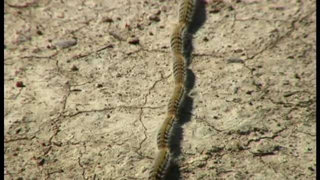 Las orugas, un terror primaveral entre pinares