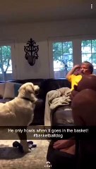 Dog gets super pumped every time someone scores a basket