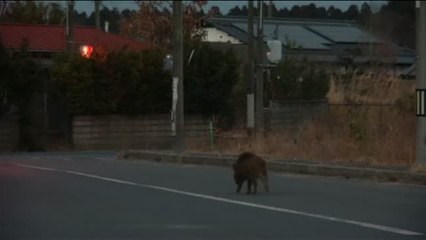 Fukushima, habitada ahora por jabalíes