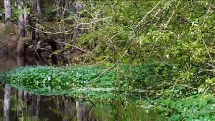 Mama Gator and Babys New River 2-21-19