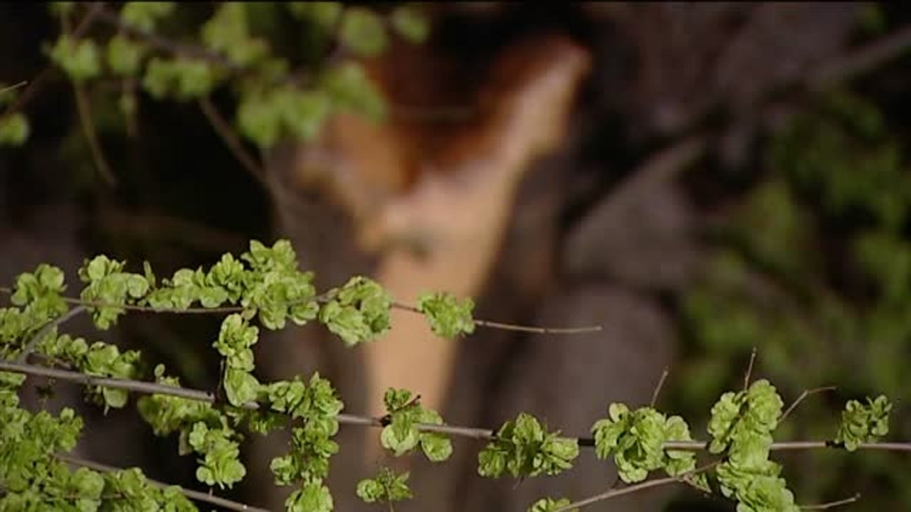 Muere una niña de 12 años tras caerle encima la rama de un árbol