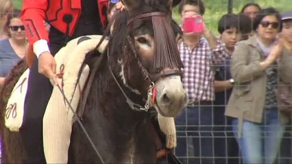 Sevilla celebra la Feria internacional del Burro