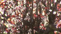 Las flores de los ciruelos de Faramello se adelantan a la primavera