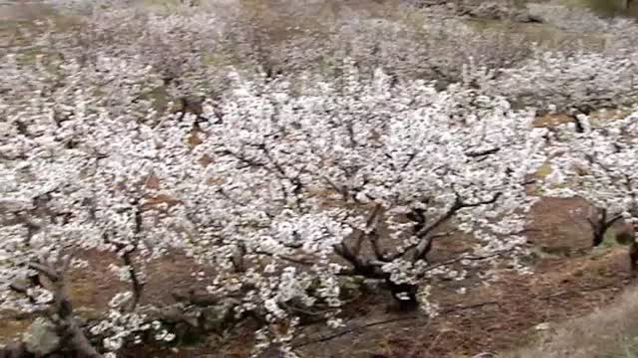 Más de un millón y medio de cerezos ya están en flor
