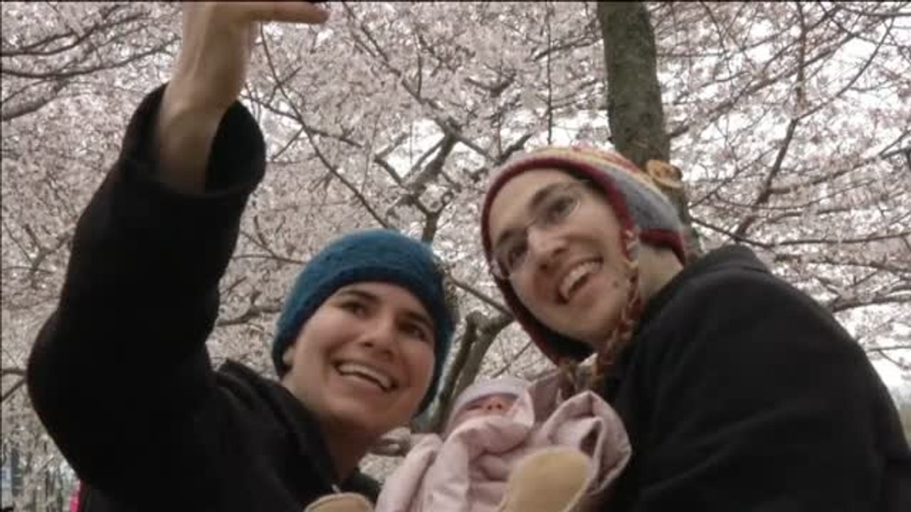 Los cerezos en flor anuncian en Washington la llegada de la primavera