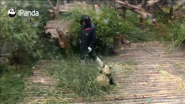 Un bebé panda hiperactivo y cariñoso conquista las redes sociales