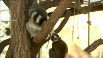 El zoo de Viena tiene dos nuevos inquilinos; unos mimosos gemelos de lemur