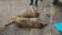 La Fiscalía de Medio Ambiente ha decidido investigar la caza furtiva de lobos en Asturias