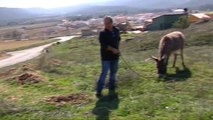 Dos burros son adoptados tras sufrir malos tratos