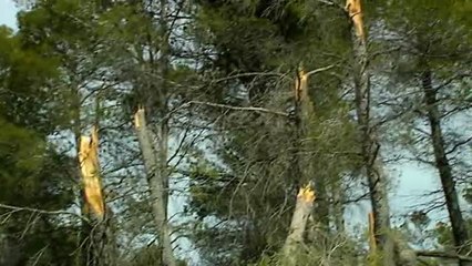 Las heladas y el viento del último temporal tumban más de un millón de árboles en la Comunidad Valenciana