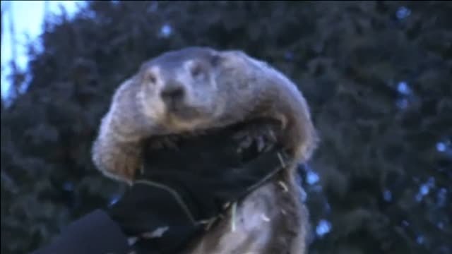 La marmota Phil predice un invierno largo