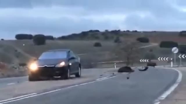 Orín de lobos de Alaska para evitar accidentes de tráfico en Cantabria