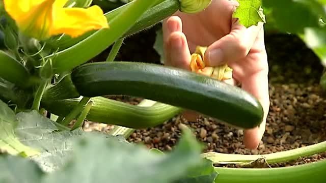 El precio de las verduras y hortalizas se duplica por culpa del temporal