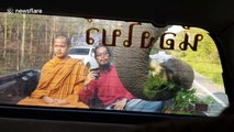 Terrified Buddhist monk looks on nervously as wild ELEPHANT raids pickup truck