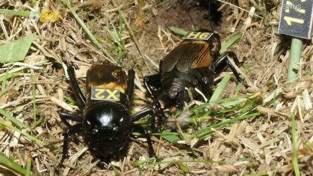 So,This is What Keeps Male Crickets Young..Who Knew?