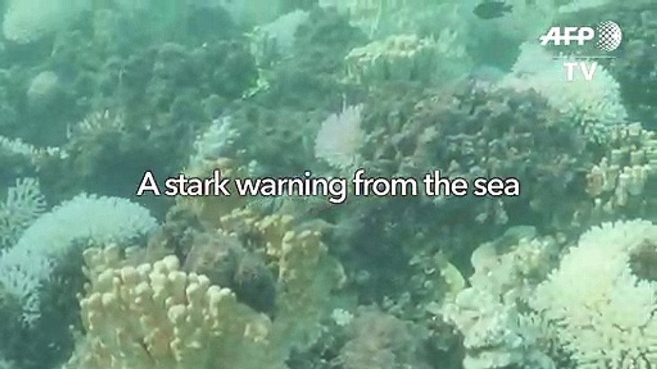 Bleaching hits world's southernmost coral reef